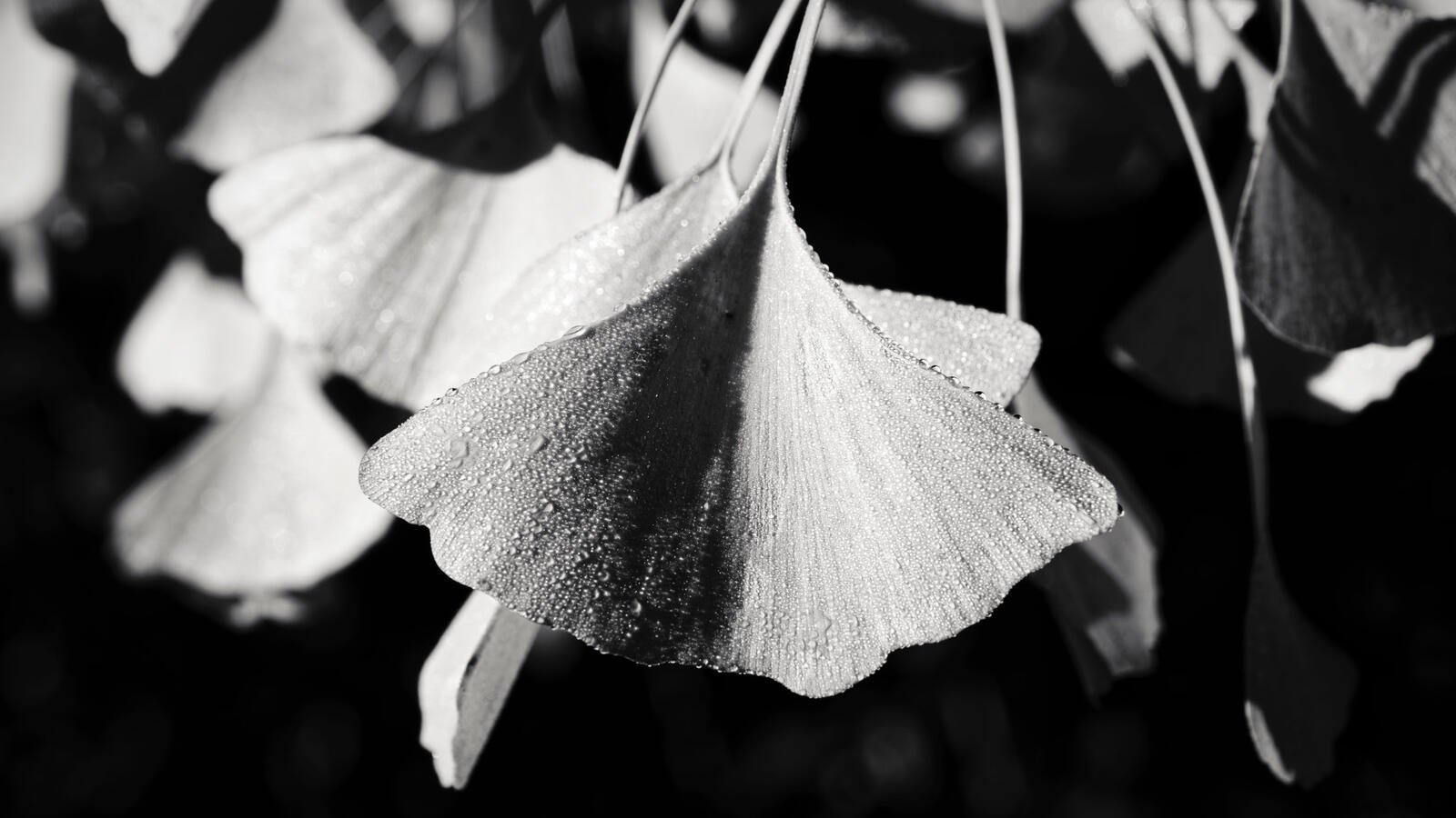 Ginkgo Leaves RC Museum Nov 2025 BW 9x16
