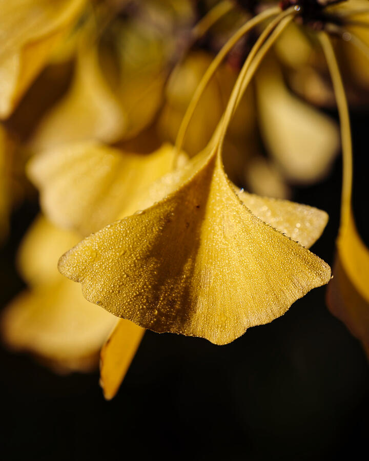 Golden Ginkgo Leaves RC Museum 5x4 Nov 2025