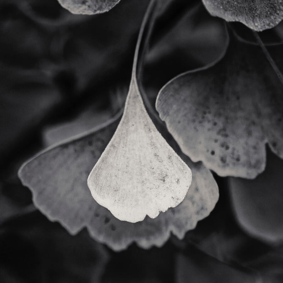 Ginkgo overlap BW with film texture 1x1 Nov 2025