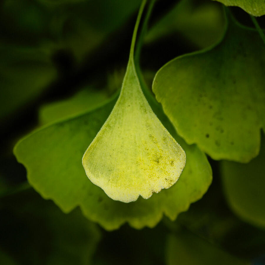 Ginkgo overlap with film texture 1x1 Nov 2025