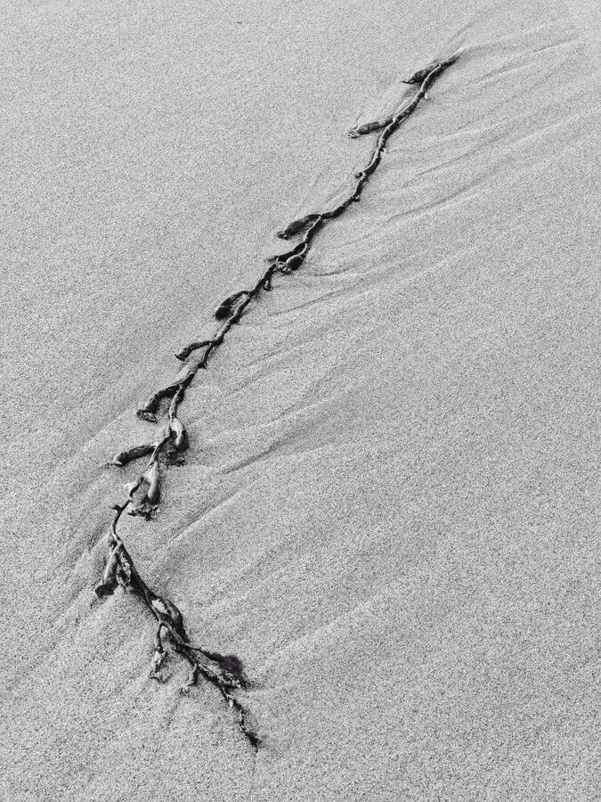 Laguna Beach Sea Weed Strand BW 2025