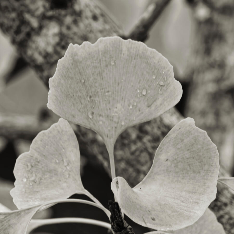 Gingko 2 Curves and Selenium Nov 2025