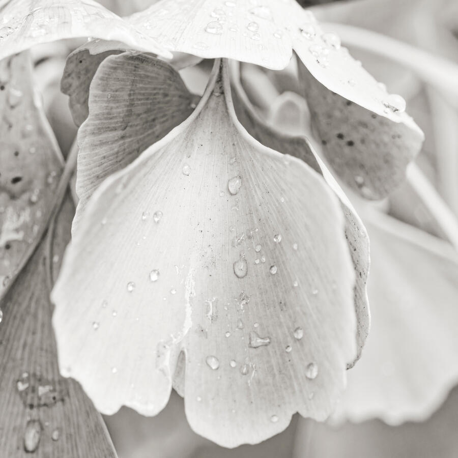 Ginkgo Leaves curved 2 RC Museum BW Nov 2025