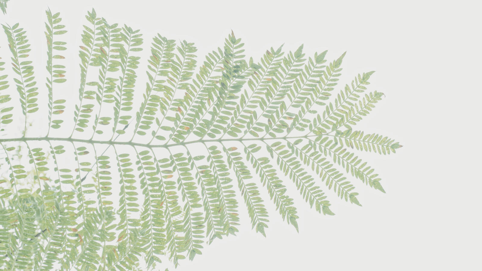 Acacia Leaves Tele against sky Pastel Development 9x16 Nov 2025