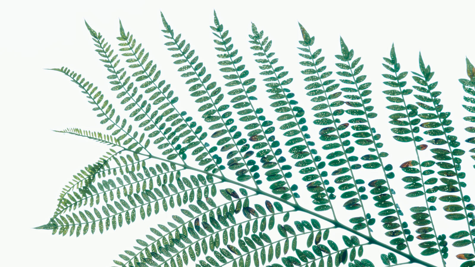 Acacia Leaves Tele against sky green with LUT 9x16 Nov 2025