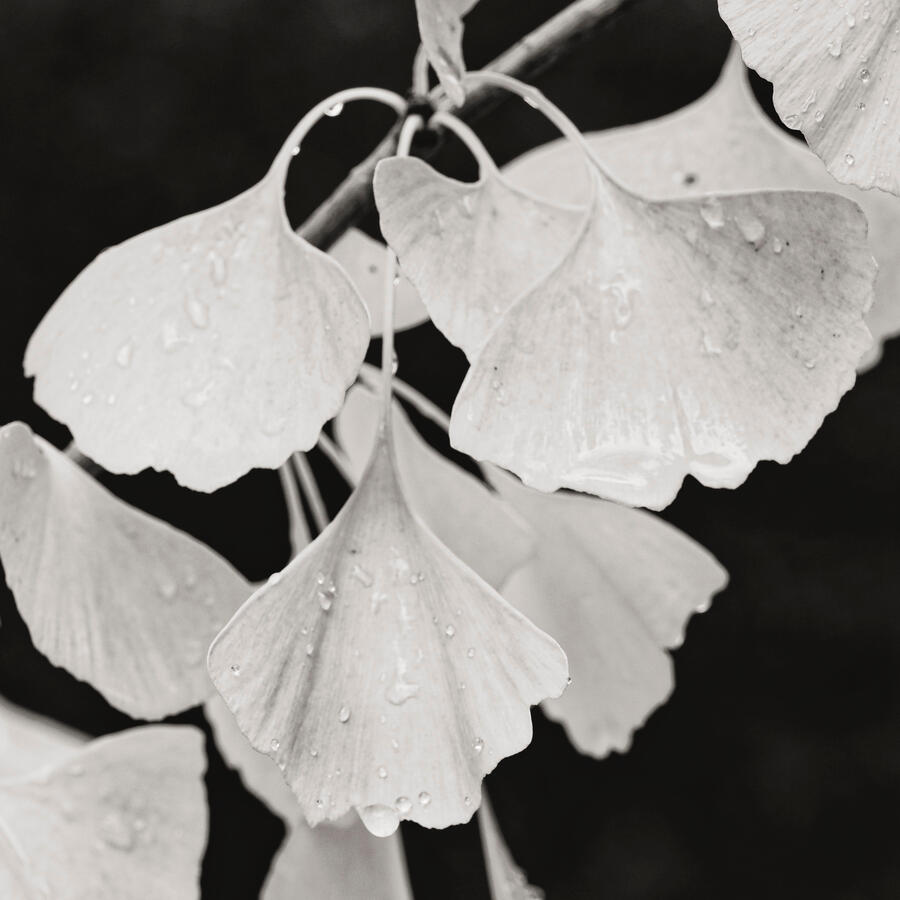 Ginkgo Leaves 2 more BW :) Nov 2025