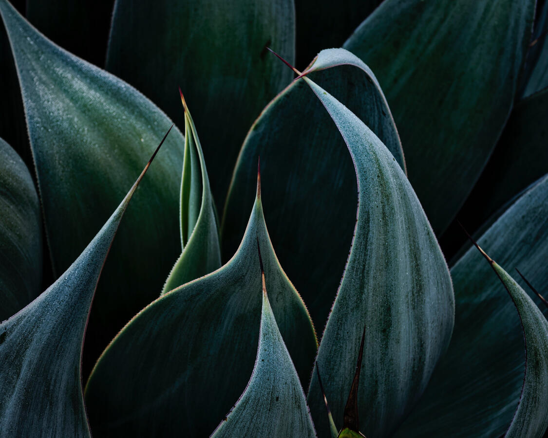 Agave High Contrast Dark 5x4 Nov 2025