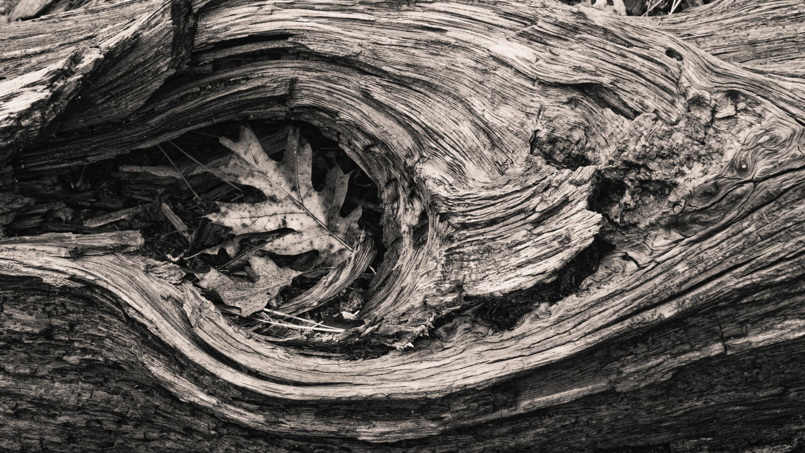 Log open Knot and oak Leaf BW Sierra Ramble Dec 2025