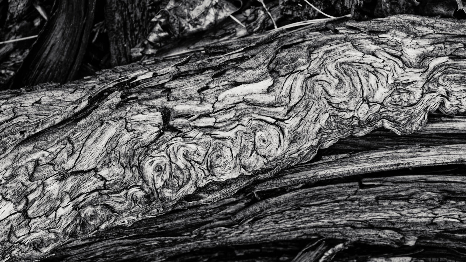 Log in Fog rolling texture DXO edit Dec 2025