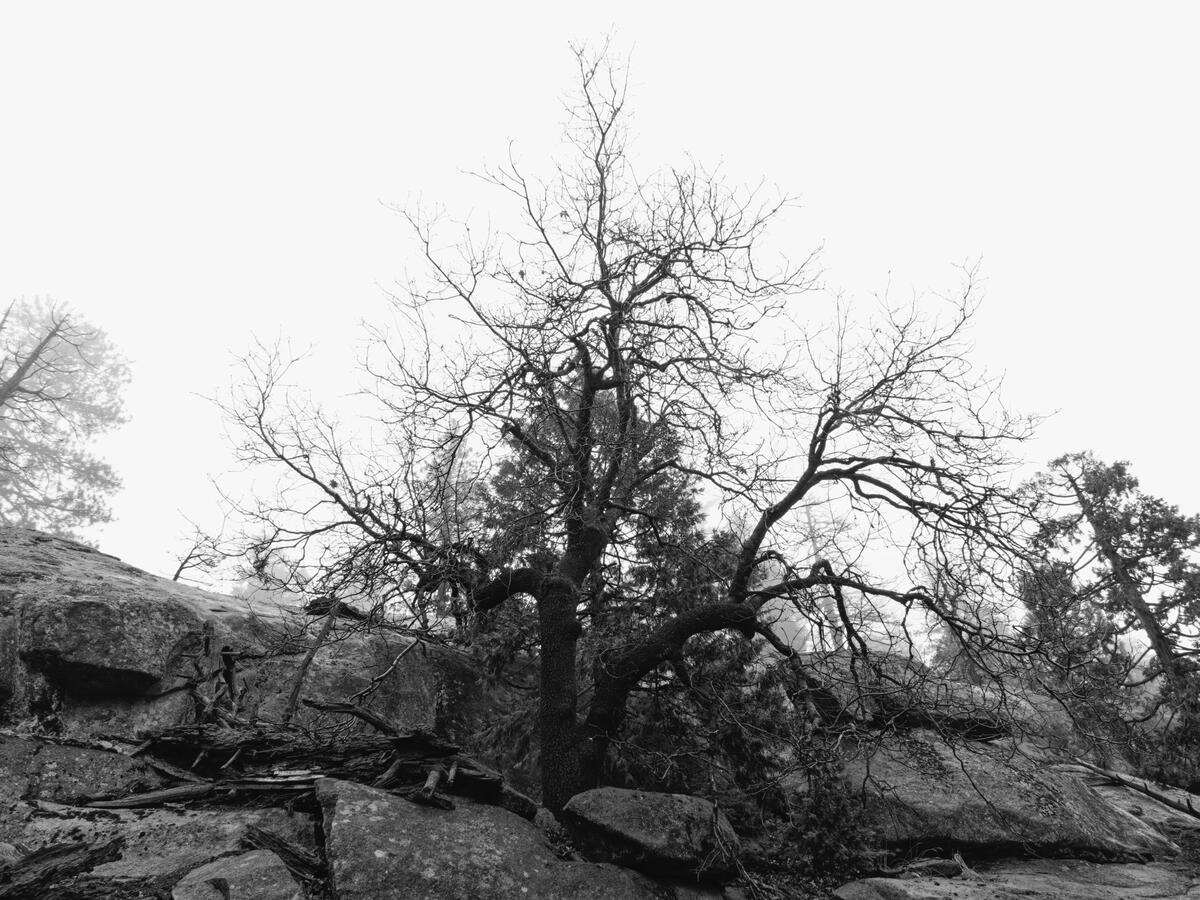 Tree on Rock Wide Angle BW on Sierra Ramble Dec 2025