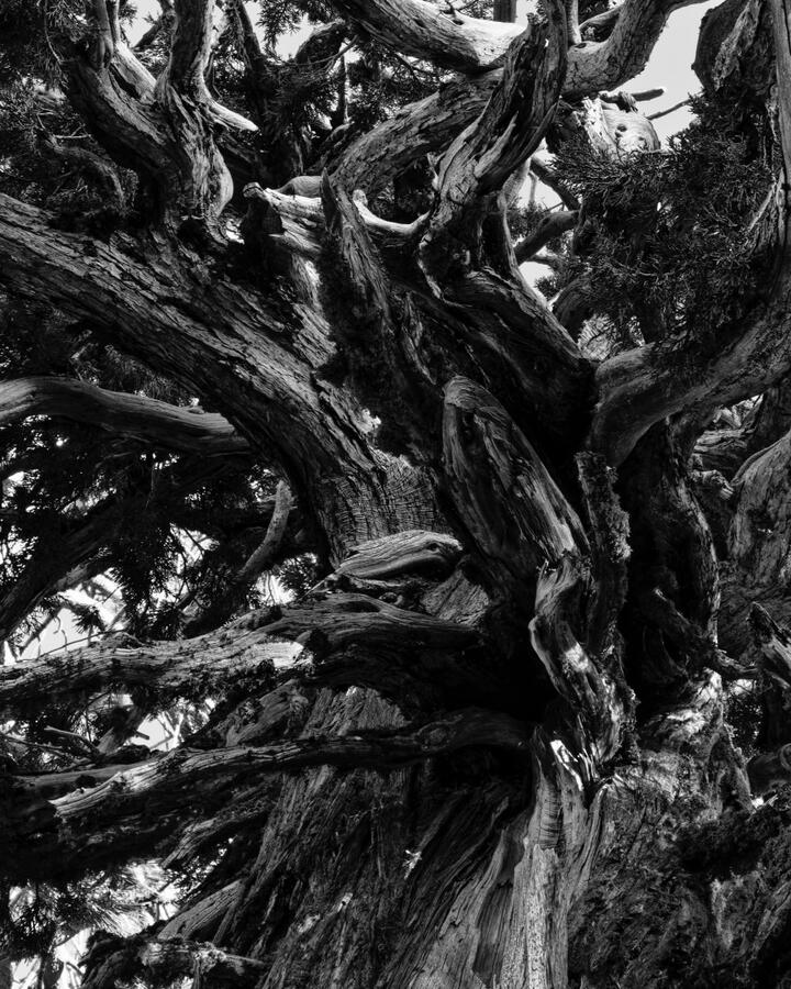 Evergreen Branches Gnarly Sierra tree Near Maiden's Grave