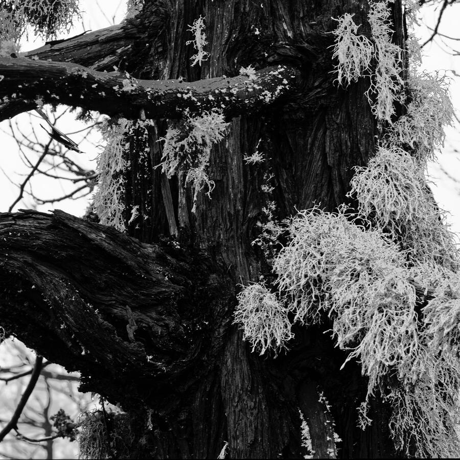 Tree with green moss BW 1x1 Sierra Ramble Dec 2025