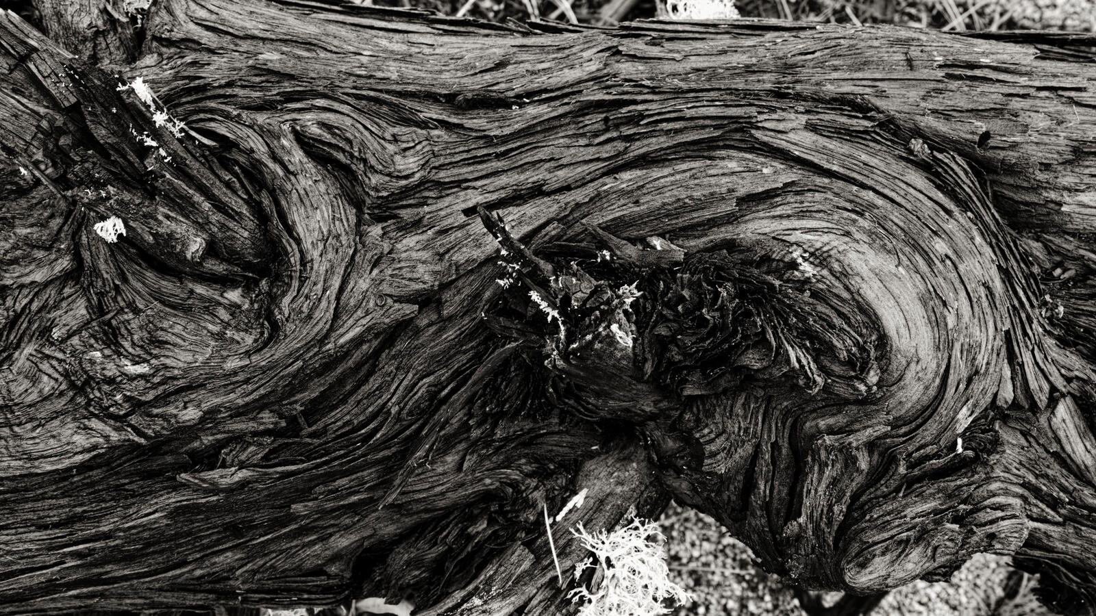 Log Textures BW Sierra Ramble Dec 2025