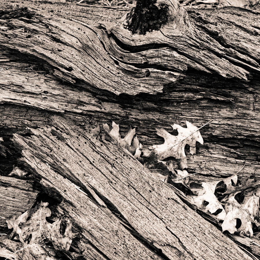 Broken log and oak Leaves BW Sierra Ramble Dec 2025