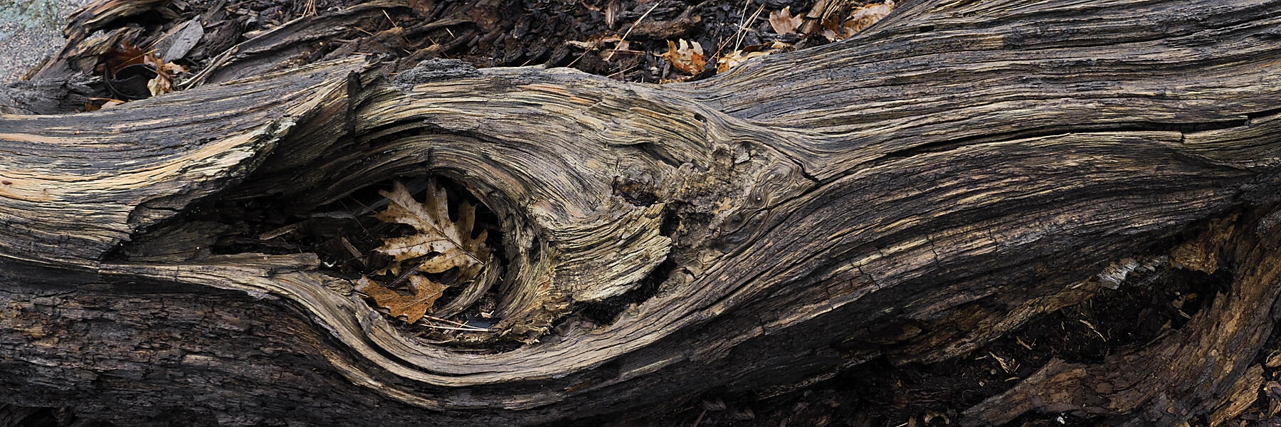 Log Knot and oak Leaf Stitch 3x1 Sierra Ramble Dec 2025