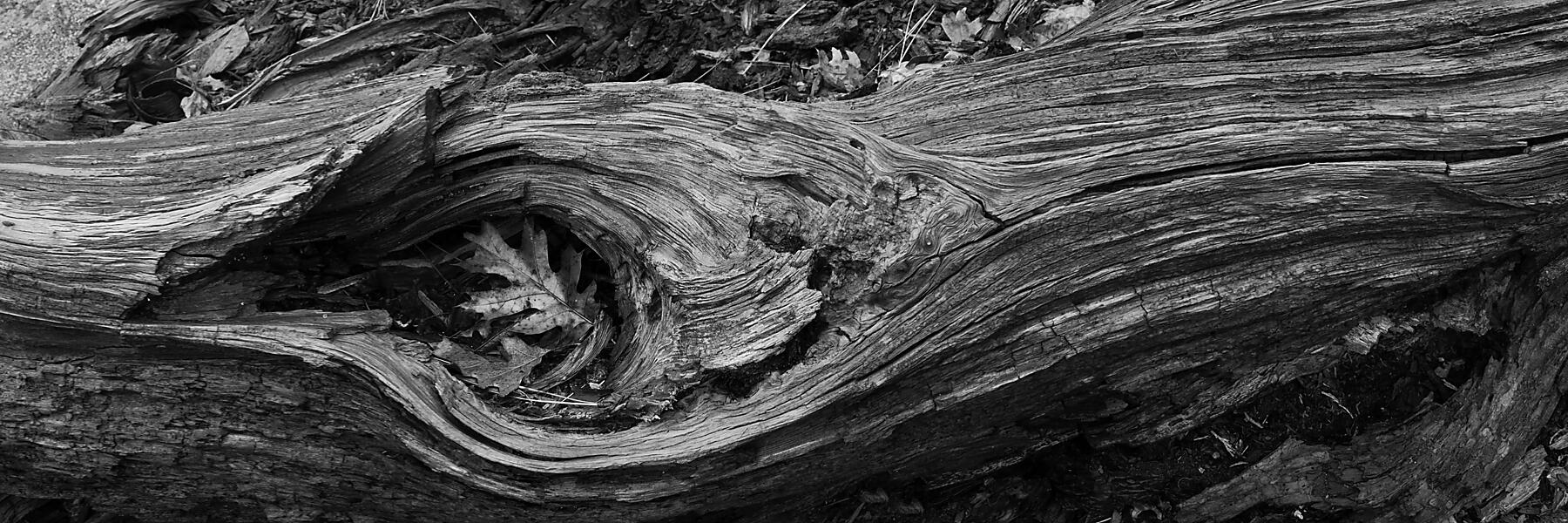 Log Knot and oak Leaf Stitch BW 3x1 Sierra Ramble Dec 2025