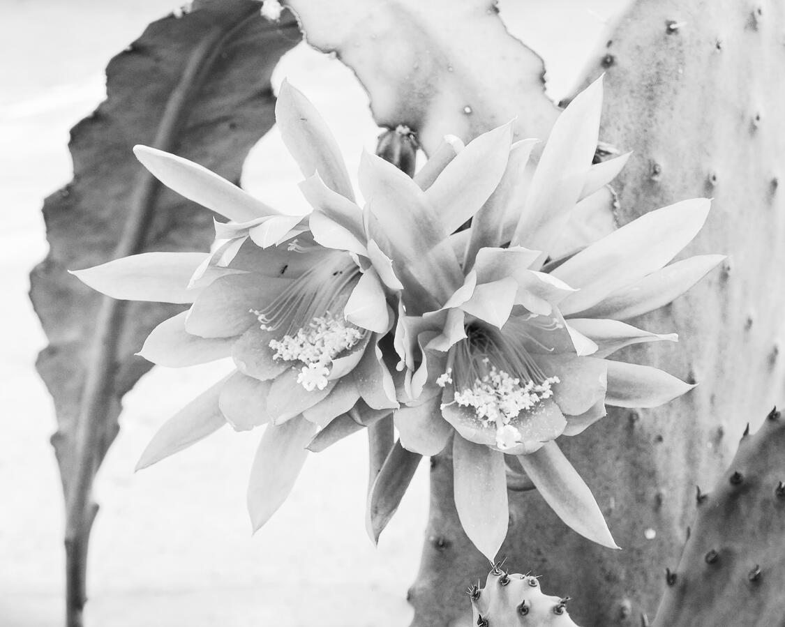 2026 BW Cactus flowers by Roscucian M by sidewalk