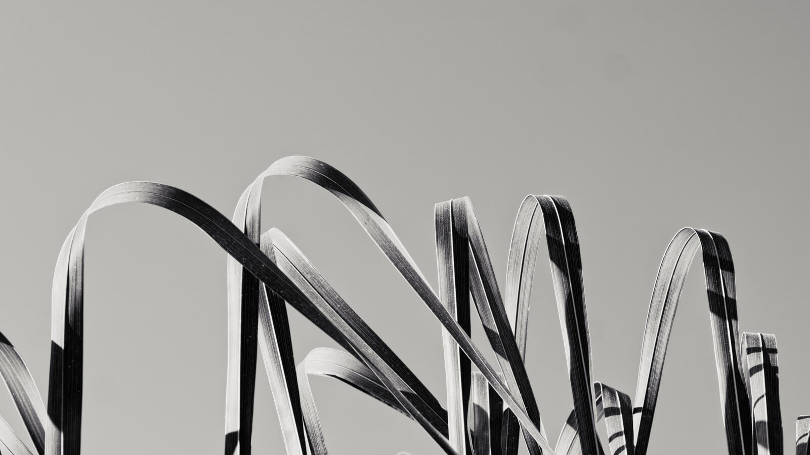 2026 B&W Palm Fronds blades 3 selenium tone