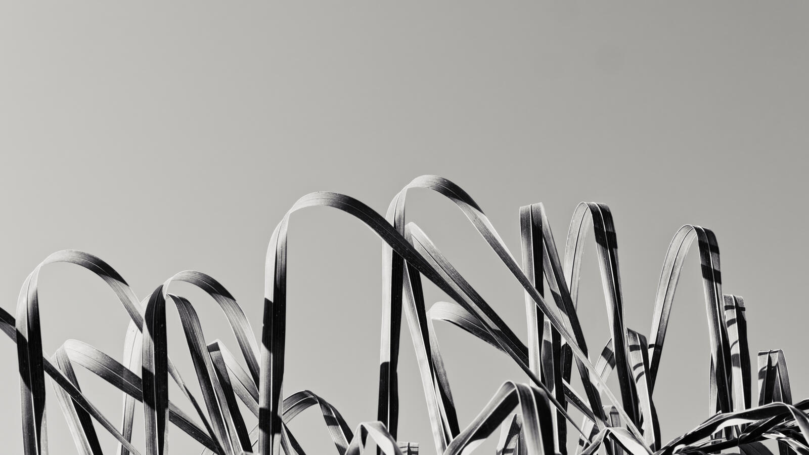 2026 B&W Palm Fronds blades 2
