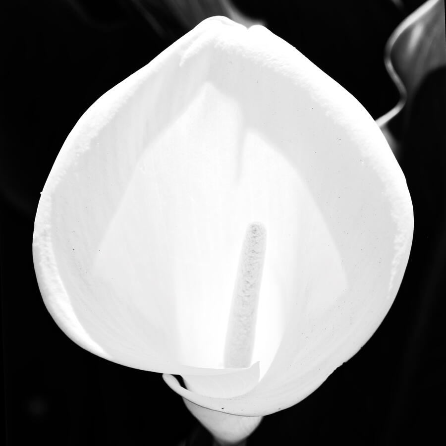 2026 Calla Lily backlit Full BW