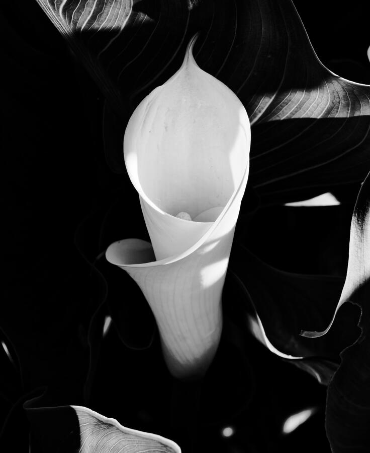 2026 Calla Lily flute BW hi Contrast