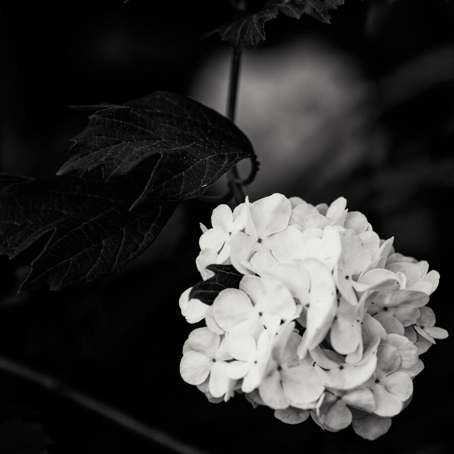 2026 Small Snowball bloom BW