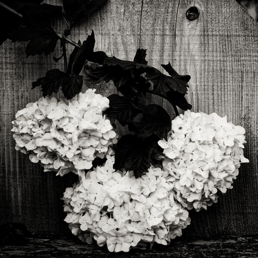 Snow Bush three on the fence BW