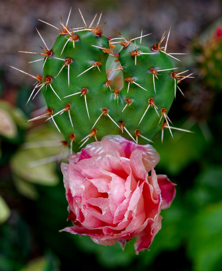 2026 cactus with heart and flower