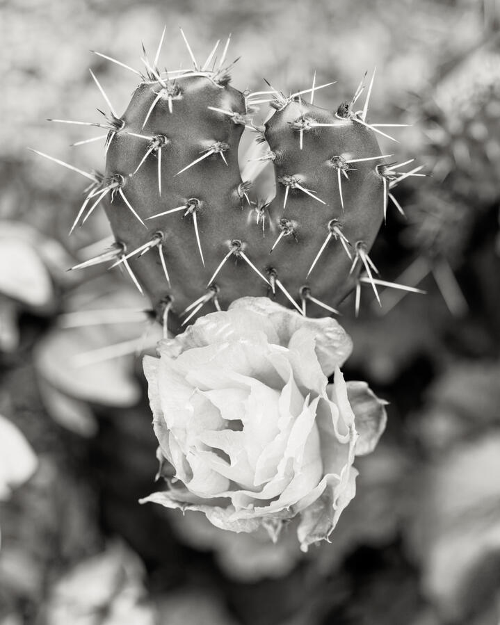 2026 cactus with heart and flower BW