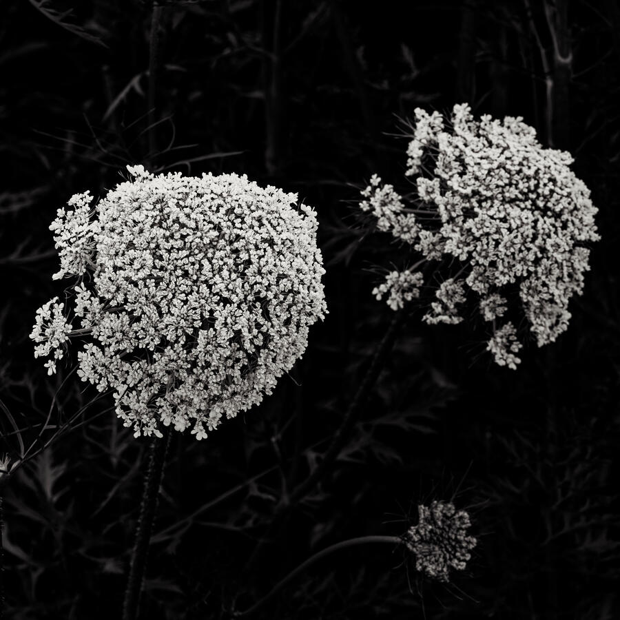 2026 Carrot Flowers 1x1 BW