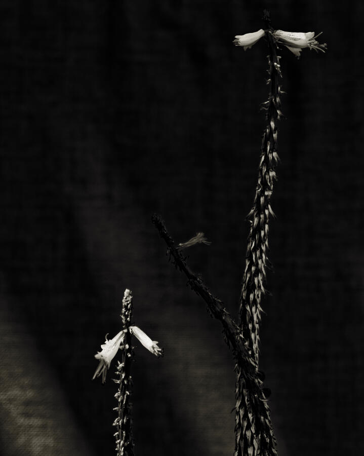 final flowers of Hot Poker BW high contrast 2026
