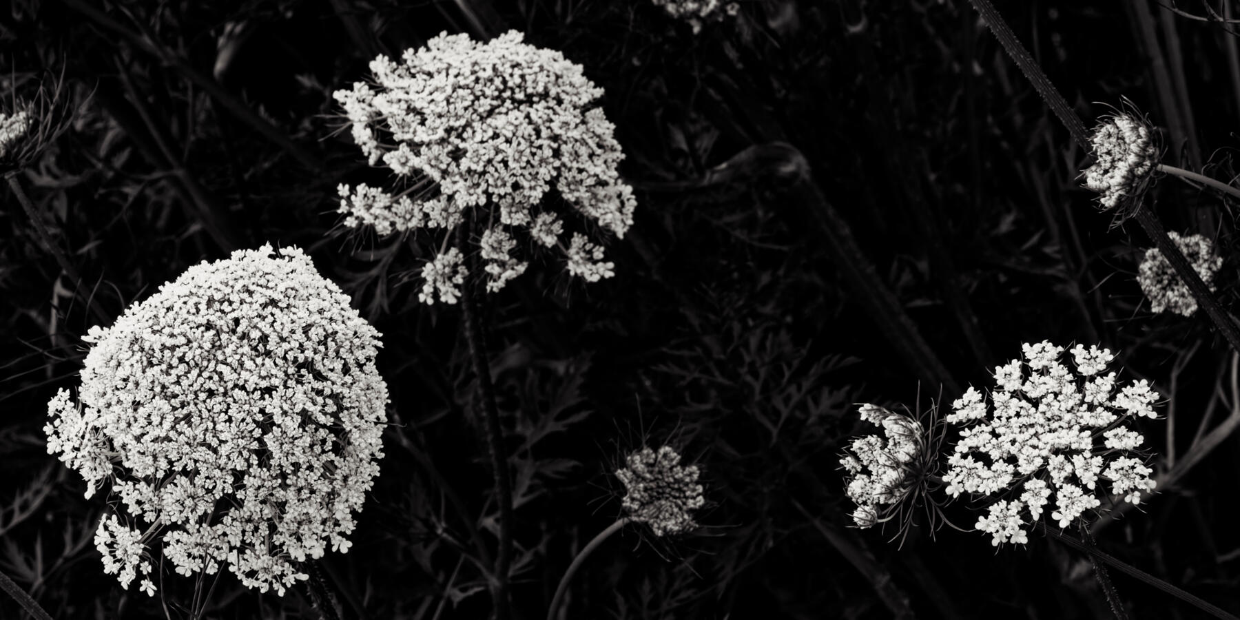 2026 Carrot Flowers 2x1 BW