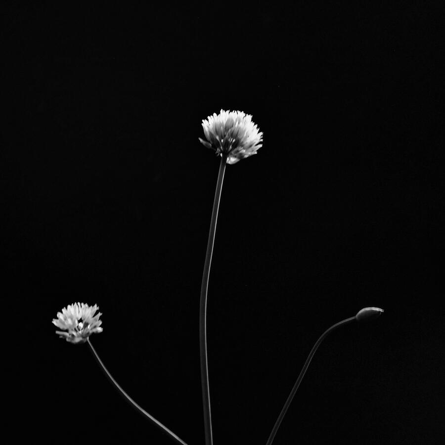 2026 three Chive flowers with bud blurry BW