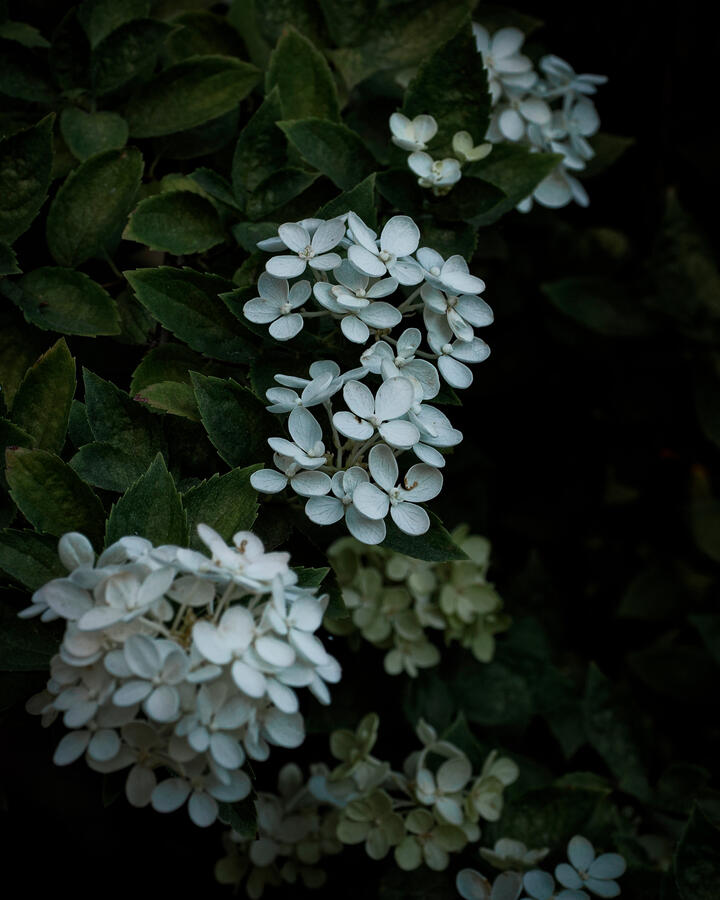2026 Hydrangea small central flowers in focus with vignette