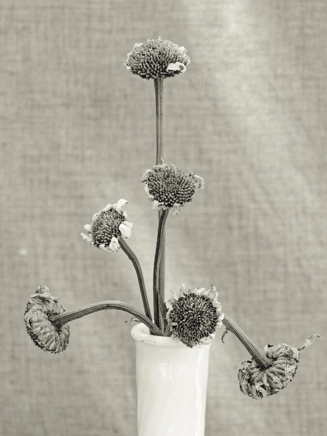 2026 Dead Daisy in Vase BW