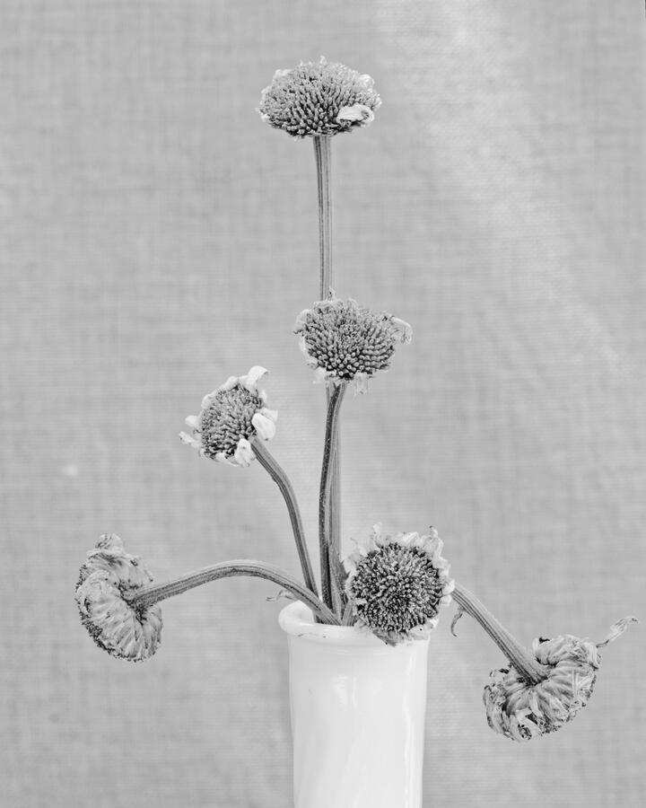2026 Dead Daisy in Vase BW toned